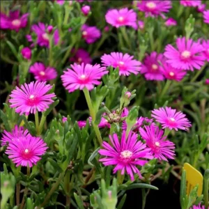 Delosperma Cooperi Hot Pink Ice Plant Plug - Live Starter Plant, 1-3