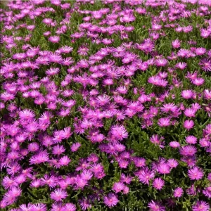 Delosperma Cooperi Hot Pink Ice Plant Plug - Live Starter Plant, 1-3