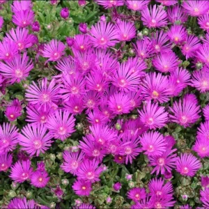 Delosperma Cooperi Hot Pink Ice Plant Plug - Live Starter Plant, 1-3