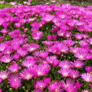 Delosperma Cooperi Hot Pink Ice Plant Plug - Live Starter Plant, 1-3