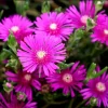 Delosperma Cooperi Hot Pink Ice Plant Plug - Live Starter Plant, 1-3" Tall, Outdoor Perennial - Image 1