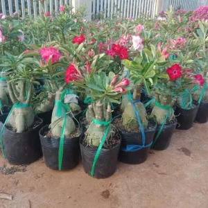 Desert Rose Live Plant (Adenium Obesum) - 1.5-2.5 Ft Tall, 3 Gallon Pot, Random Colors - Image 2