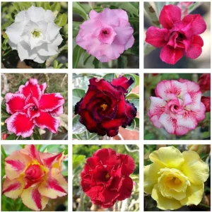 Desert Rose Live Plant (Adenium Obesum) - 1.5-2.5 Ft Tall, 3 Gallon Pot, Random Colors - Image 3