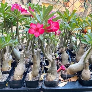 Desert Rose Live Plant (Adenium Obesum) - 1.5-2.5 Ft Tall, 3 Gallon Pot, Random Colors - Image 4