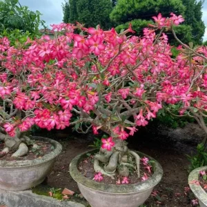 Desert Rose Live Plant (Adenium Obesum) - 1.5-2.5 Ft Tall, 3 Gallon Pot, Random Colors - Image 5