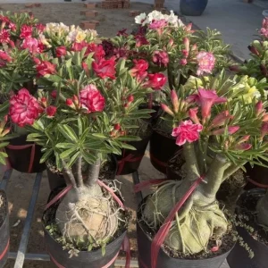 Desert Rose Live Plant (Adenium Obesum) - 1.5-2.5 Ft Tall, 3 Gallon Pot, Random Colors - Image 1