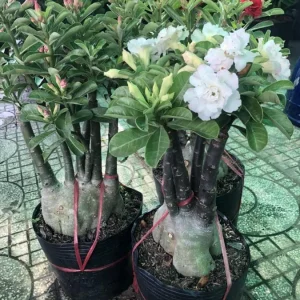 Desert Rose Live Plant (Adenium Obesum) - 1.5-2.5 Ft Tall, 3 Gallon Pot, Random Colors - Image 6