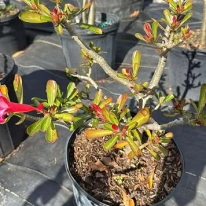 Desert Rose Live Plant (Adenium Obesum) - 1.5-2.5 Ft Tall, 3 Gallon Pot, Random Colors - Image 7