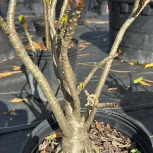 Desert Rose Live Plant (Adenium Obesum) - 1.5-2.5 Ft Tall, 3 Gallon Pot, Random Colors - Image 8