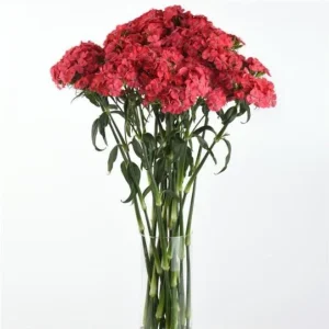 Dianthus Sweet Coral Plug Live Plant - Well-Rooted Starter for Garden - 1-3