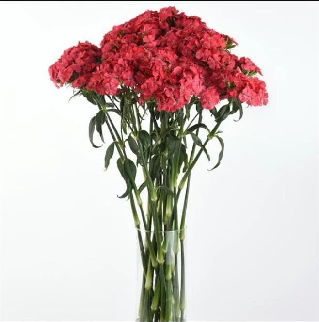 Dianthus Sweet Coral Plug Live Plant - Well-Rooted Starter for Garden - 1-3" Tall - Image 2