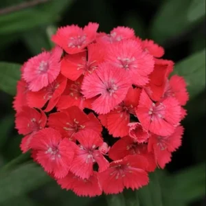 Dianthus Sweet Coral Plug Live Plant - Well-Rooted Starter for Garden - 1-3