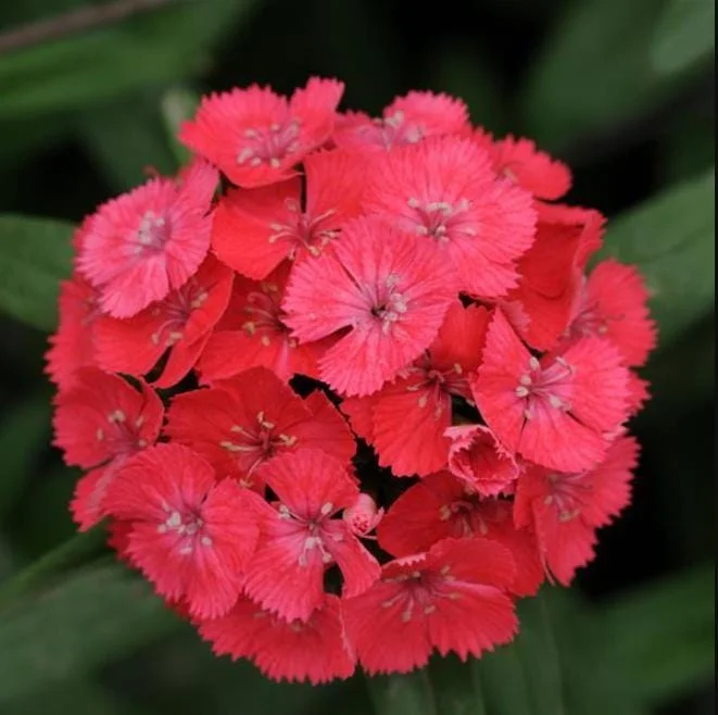 Dianthus Sweet Coral Plug Live Plant - Well-Rooted Starter for Garden - 1-3" Tall - Image 3