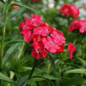 Dianthus Sweet Coral Plug Live Plant - Well-Rooted Starter for Garden - 1-3