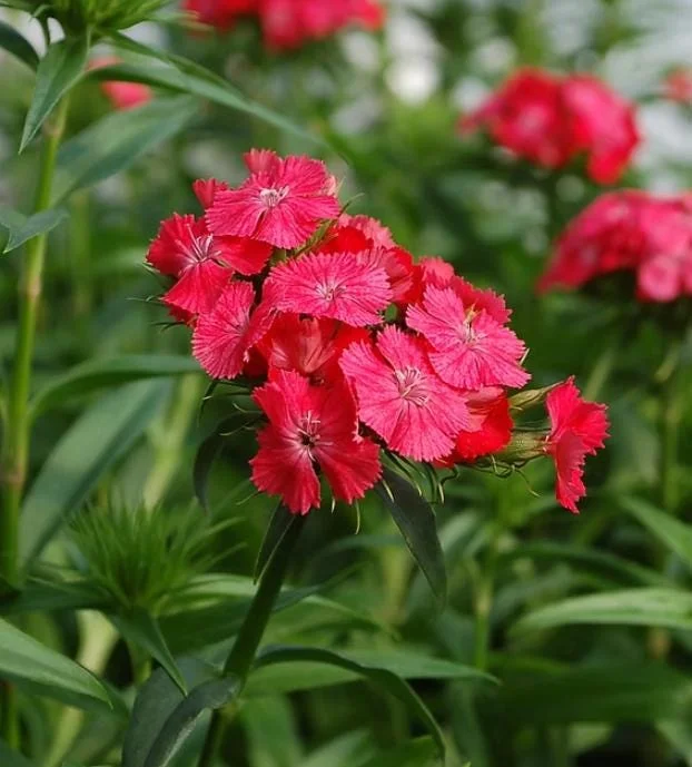 Dianthus Sweet Coral Plug Live Plant - Well-Rooted Starter for Garden - 1-3" Tall - Image 4