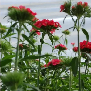 Dianthus Sweet Coral Plug Live Plant - Well-Rooted Starter for Garden - 1-3