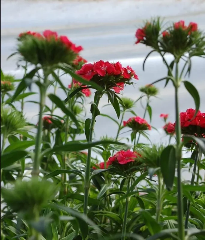 Dianthus Sweet Coral Plug Live Plant - Well-Rooted Starter for Garden - 1-3" Tall - Image 5