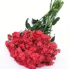 Dianthus Sweet Coral Plug Live Plant - Well-Rooted Starter for Garden - 1-3" Tall - Image 1