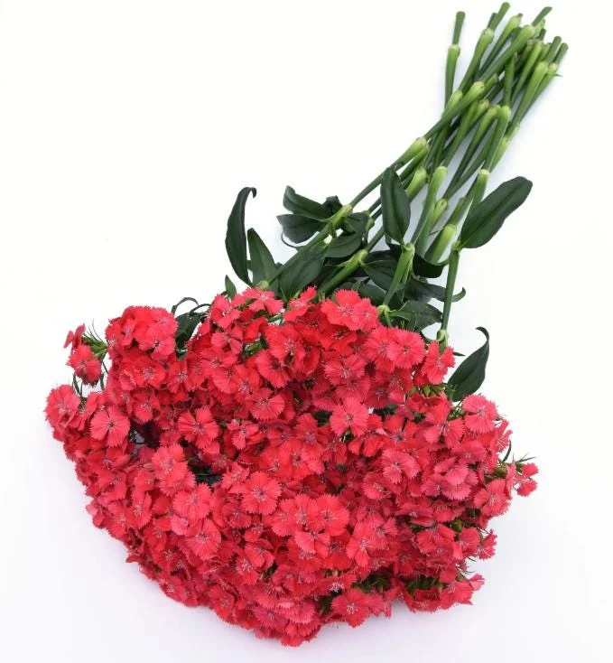 Dianthus Sweet Coral Plug Live Plant - Well-Rooted Starter for Garden - 1-3" Tall - Image 1