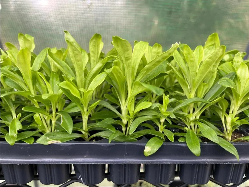 Dianthus Sweet Coral Plug Live Plant - Well-Rooted Starter for Garden - 1-3" Tall - Image 6