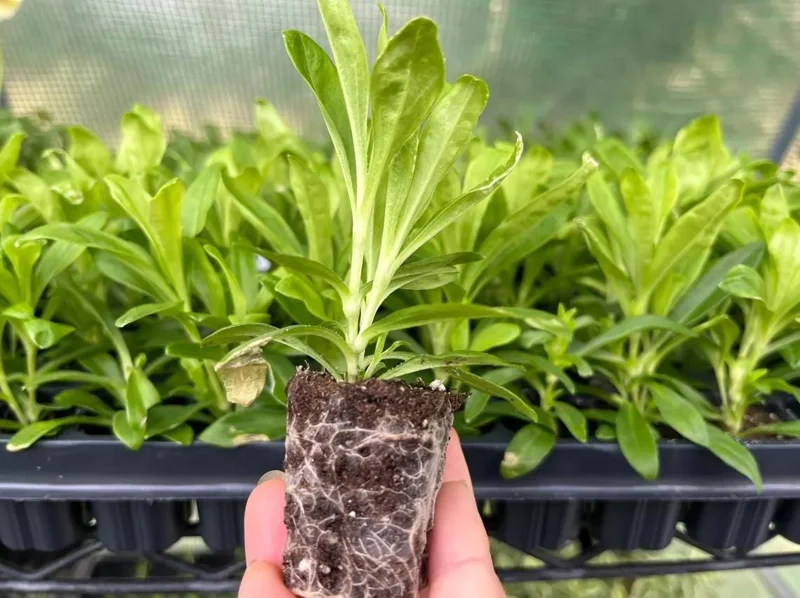 Dianthus Sweet Coral Plug Live Plant - Well-Rooted Starter for Garden - 1-3" Tall - Image 7