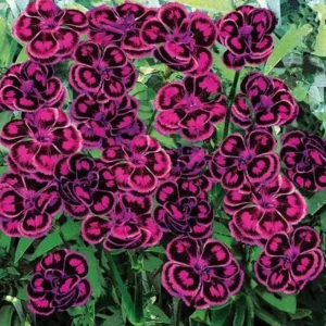 Dianthus Tropical Butterfly Live Plant Plug - 1 Well-Rooted Starter Plant, 1-3 Inch Tall - Image 2
