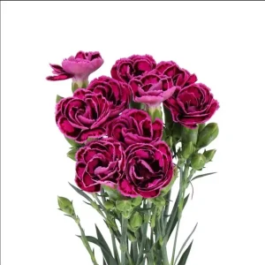 Dianthus Tropical Butterfly Live Plant Plug - 1 Well-Rooted Starter Plant, 1-3 Inch Tall - Image 3