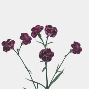 Dianthus Tropical Butterfly Live Plant Plug - 1 Well-Rooted Starter Plant, 1-3 Inch Tall - Image 4