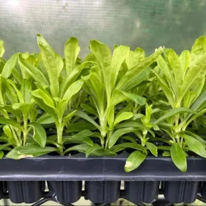 Dianthus Tropical Butterfly Live Plant Plug - 1 Well-Rooted Starter Plant, 1-3 Inch Tall - Image 5