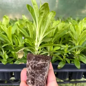 Dianthus Tropical Butterfly Live Plant Plug - 1 Well-Rooted Starter Plant, 1-3 Inch Tall - Image 6