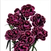 Dianthus Tropical Butterfly Live Plant Plug - 1 Well-Rooted Starter Plant, 1-3 Inch Tall - Image 1