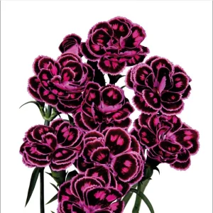 Dianthus Tropical Butterfly Live Plant Plug - 1 Well-Rooted Starter Plant, 1-3 Inch Tall - Image 1