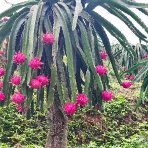Dragon Fruit Live Plant - Pitahaya Climbing Cactus Vine, 2-3 Ft Tall, 3 Gallon Pot - Image 2