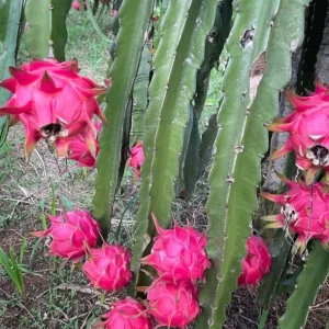 Dragon Fruit Live Plant - Pitahaya Climbing Cactus Vine, 2-3 Ft Tall, 3 Gallon Pot - Image 3