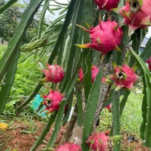 Dragon Fruit Live Plant - Pitahaya Climbing Cactus Vine, 2-3 Ft Tall, 3 Gallon Pot - Image 4