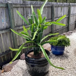 Dragon Fruit Live Plant - Pitahaya Climbing Cactus Vine, 2-3 Ft Tall, 3 Gallon Pot - Image 6