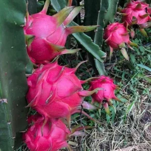 Dragon Fruit Live Plant - Pitahaya Climbing Cactus Vine, 2-3 Ft Tall, 3 Gallon Pot - Image 1