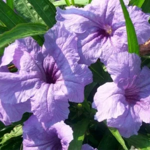 Dwarf Mexican Petunia Live Plant - Purple Katie's Ruellia, 2-4 Inch Tall, 4 Inch Pot, Outdoor - Image 2