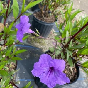 Dwarf Mexican Petunia Live Plant - Purple Katie's Ruellia, 2-4 Inch Tall, 4 Inch Pot, Outdoor - Image 6