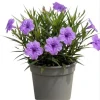 Dwarf Mexican Petunia Live Plant - Purple Katie's Ruellia, 2-4 Inch Tall, 4 Inch Pot, Outdoor - Image 1