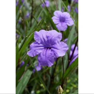 Dwarf Mexican Petunia Live Plant - Purple Katie's Ruellia, 2-4 Inch Tall, 4 Inch Pot, Outdoor - Image 8
