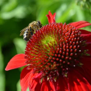 Echinacea Artisan Red Ombre Live Starter Plant Plug - 1-3 inches Tall, Full Sun - Image 2