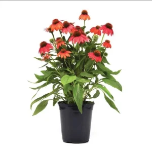 Echinacea Artisan Red Ombre Live Starter Plant Plug - 1-3 inches Tall, Full Sun - Image 1