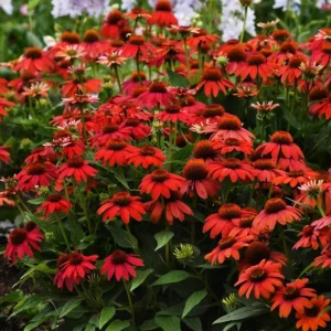 Echinacea Artisan Red Ombre Live Starter Plant Plug - 1-3 inches Tall, Full Sun - Image 3