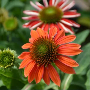 Echinacea Artisan Red Ombre Live Starter Plant Plug - 1-3 inches Tall, Full Sun - Image 4