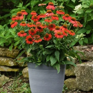 Echinacea Artisan Red Ombre Live Starter Plant Plug - 1-3 inches Tall, Full Sun - Image 6