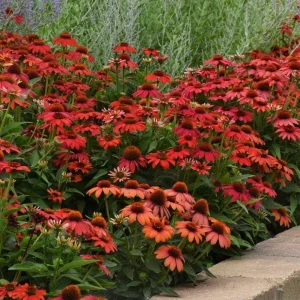 Echinacea Artisan Red Ombre Live Starter Plant Plug - 1-3 inches Tall, Full Sun - Image 7