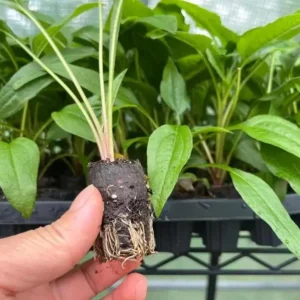 Echinacea Artisan Red Ombre Live Starter Plant Plug - 1-3 inches Tall, Full Sun - Image 9