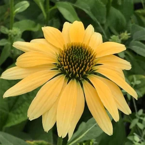 Echinacea Mellow Yellow Live Plant Plug – 1-3