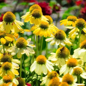 Echinacea Mellow Yellow Live Plant Plug – 1-3
